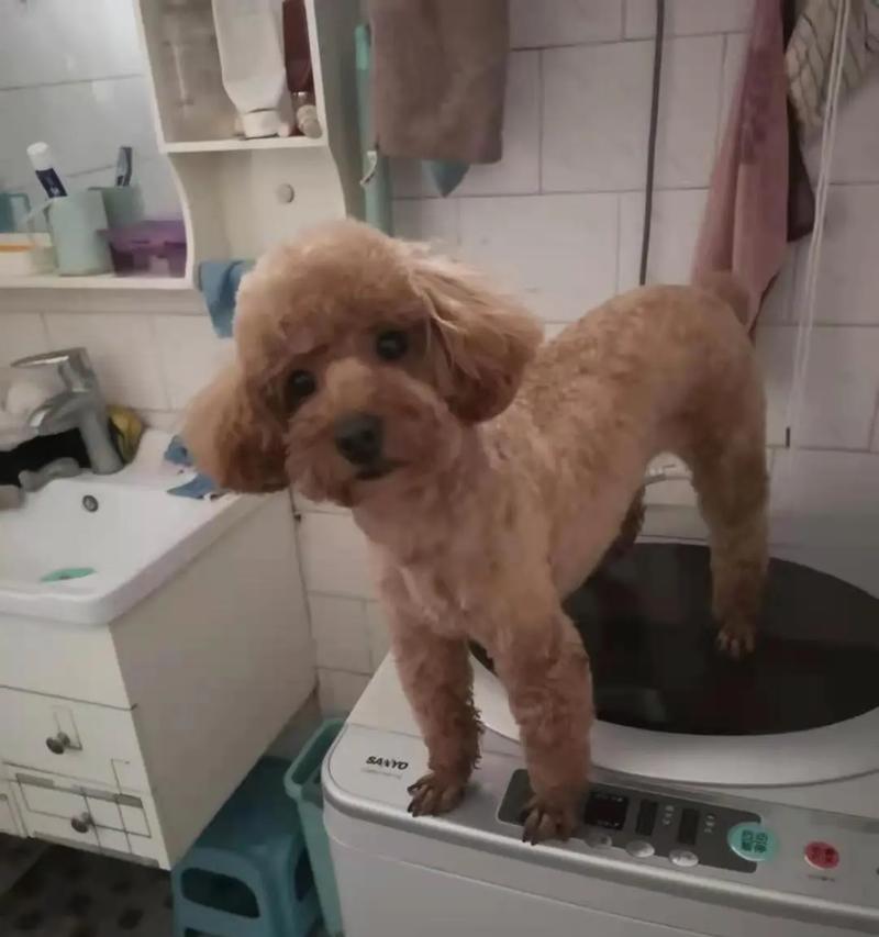 体型优良贵宾犬排行榜？