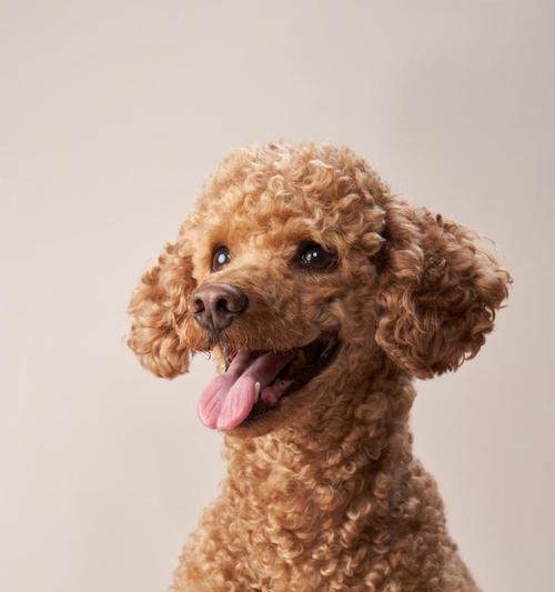 体型优良贵宾犬排行榜？