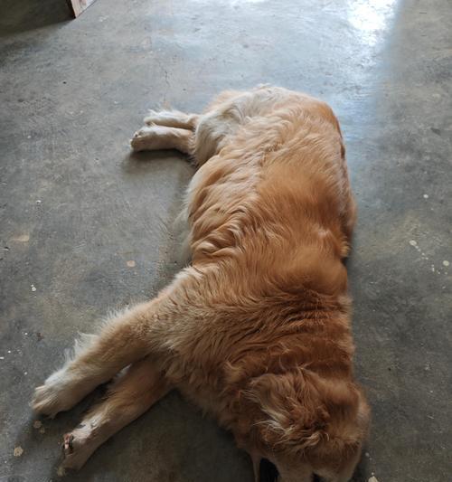 六斤柴犬每顿应该吃多少克狗粮？喂食指南是什么？