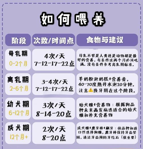 4个月大的狗狗每天应该喂多少狗粮？如何根据狗狗的年龄调整食量？