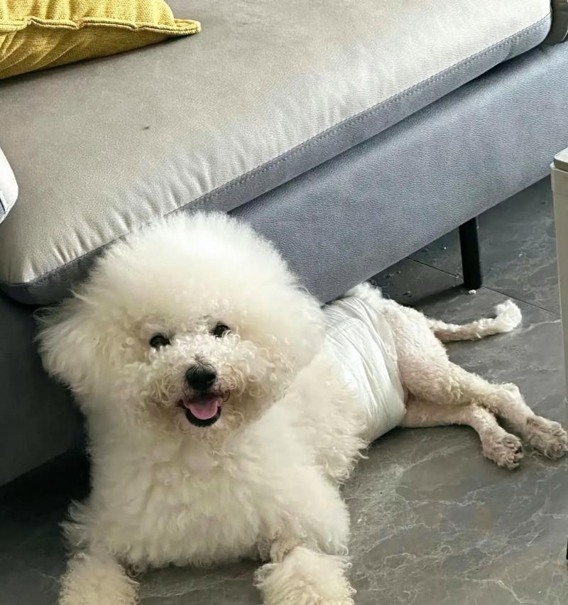 比熊产后虚脱的应对措施和恢复方法？