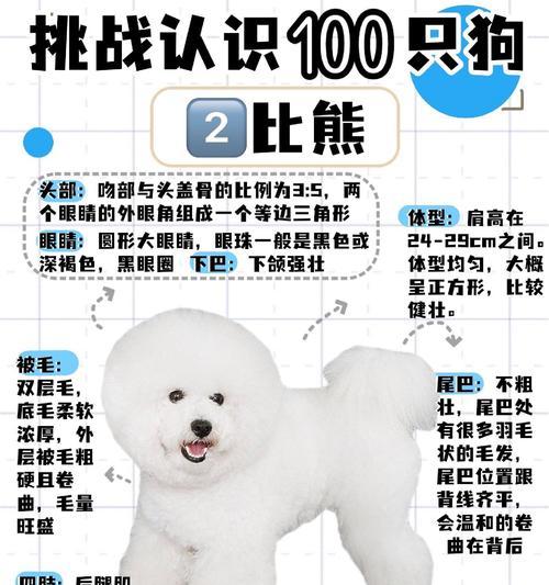 比熊一个月出现红胡茬是什么原因？如何处理？