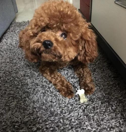 贵宾犬快速认识主人的技巧有哪些？