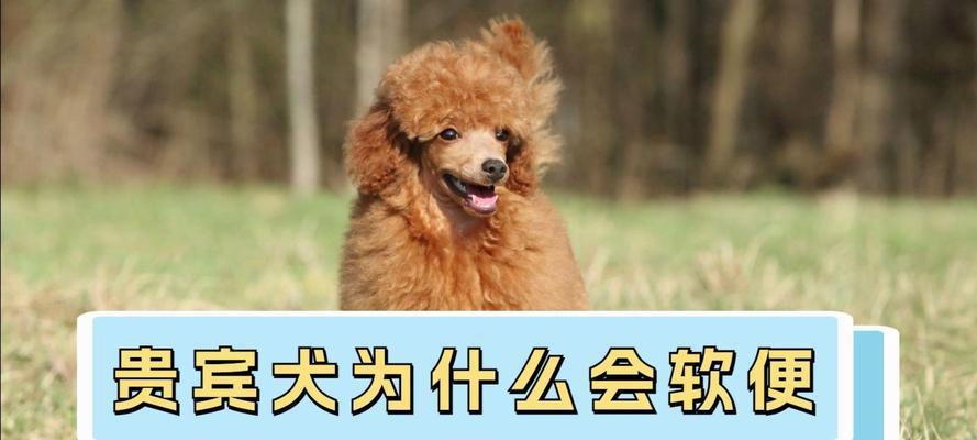 贵宾犬快速认识主人的技巧有哪些？