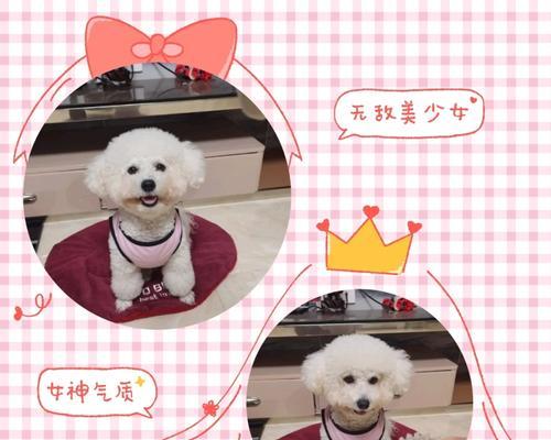 比熊幼犬吃鹌鹑蛋消化情况如何？