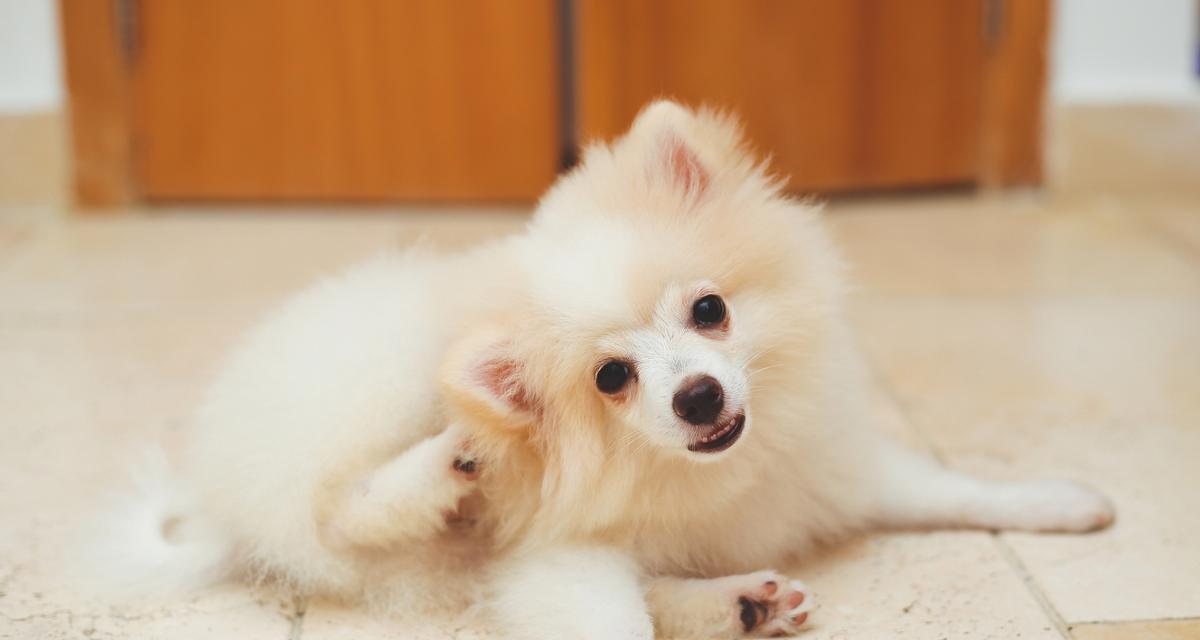 怀孕比熊犬食用雪糕的安全性如何？