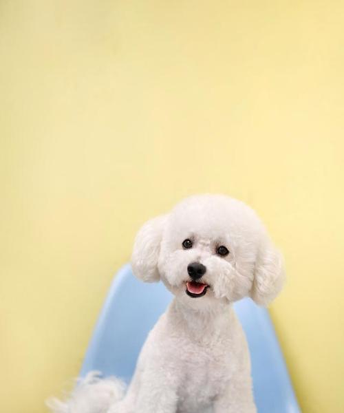 怀孕比熊犬食用雪糕的安全性如何？