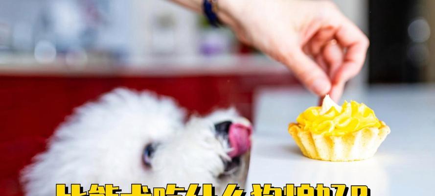 比熊长期吃水和狗粮混合好吗？对健康有何影响？