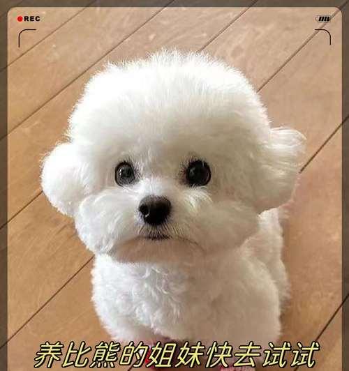 比熊2个月抱回家换狗粮？换粮的正确步骤和注意事项是什么？