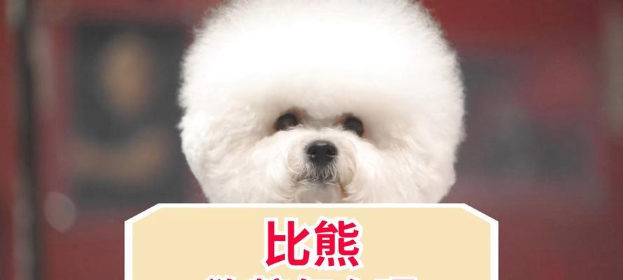 小比熊更适合吃鸡胸肉还是狗粮？