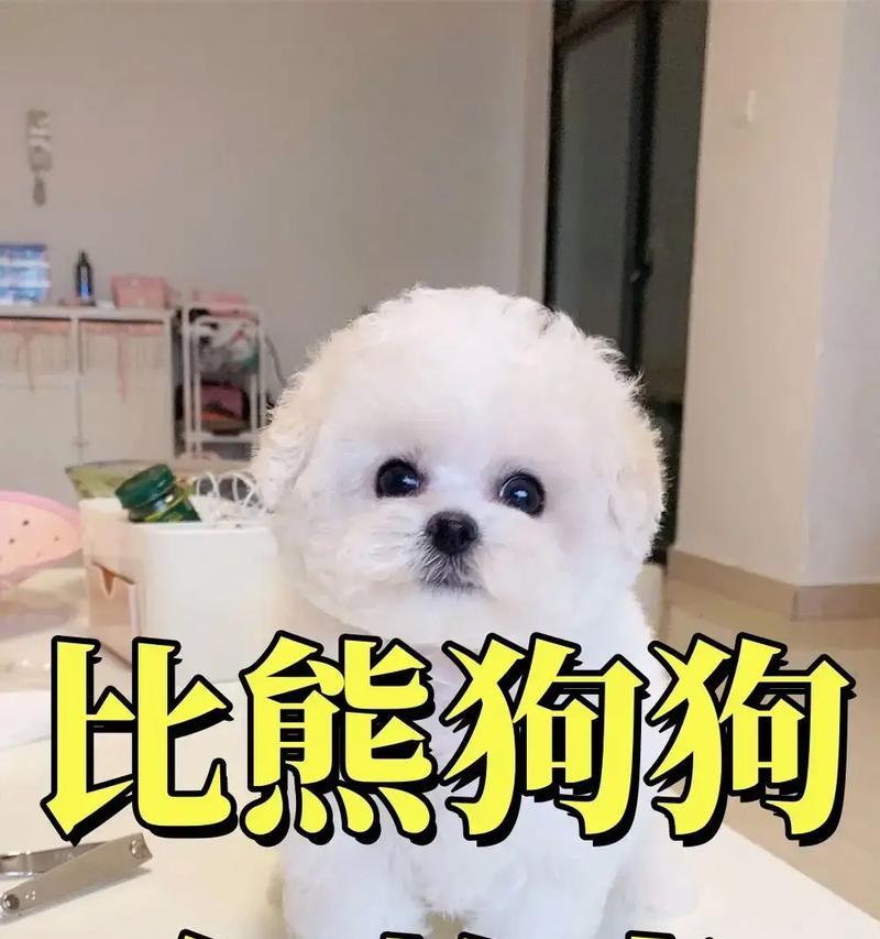 比熊关在笼子里叫是为什么？如何减少这种情况？