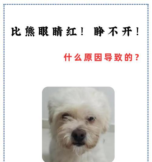 比熊关在笼子里叫是为什么？如何减少这种情况？