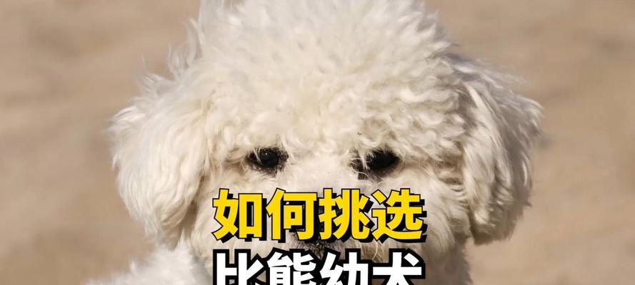 比熊幼犬喝鸡蛋水的频率是多少？一天几次合适？
