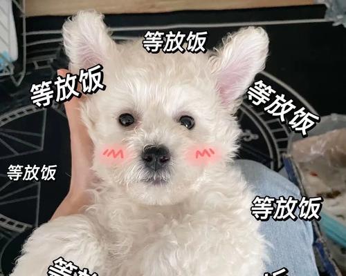 两个半月比熊吐黄水怎么回事？可能的原因有哪些？