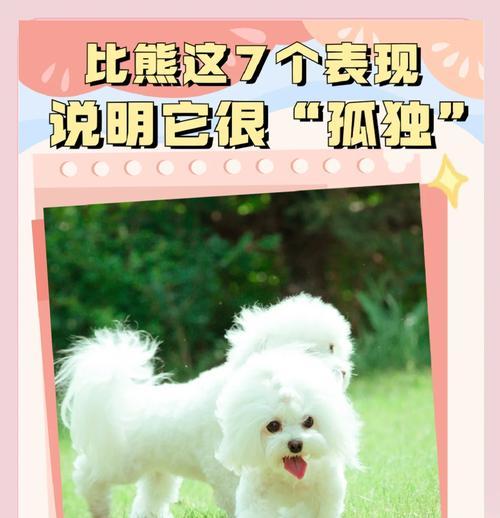 两个月龄比熊的正确饲养方法是什么？需要注意哪些事项？