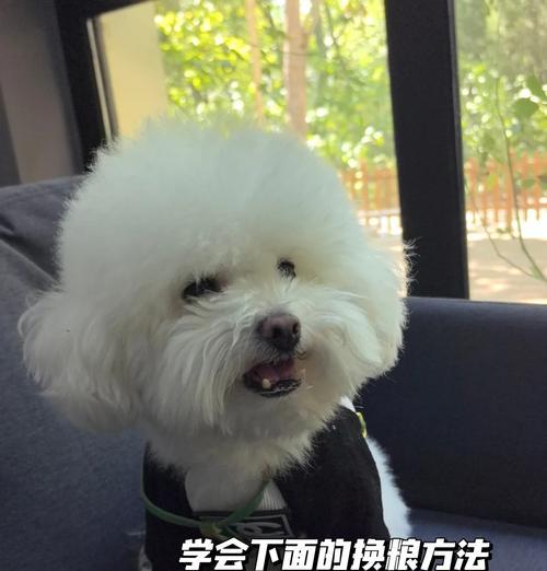 比熊吃鸡肝拌狗粮的简单做法是什么？