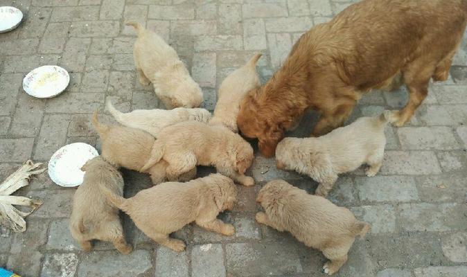金毛幼犬可以吃鹌鹑蛋清吗？有什么潜在风险？