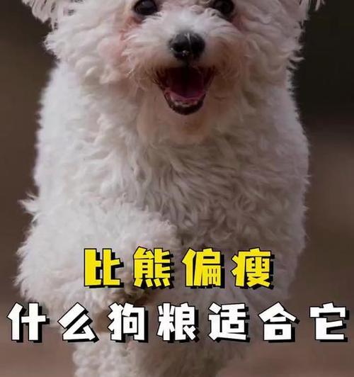 三个月小比熊适合哪种狗粮？如何选择？