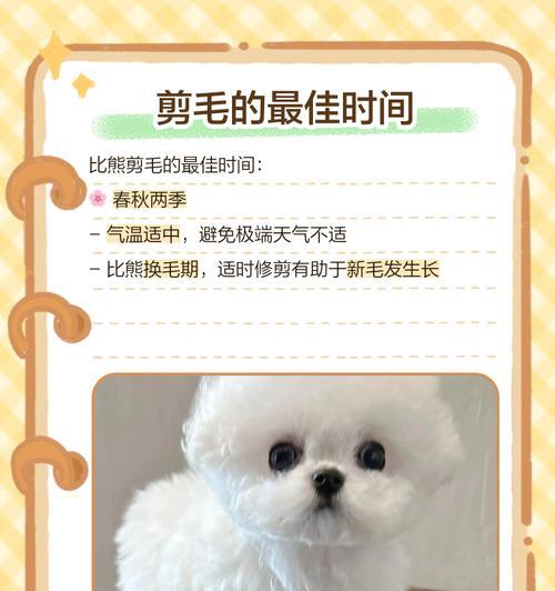 三个月的比熊过于闹腾怎么办？如何安抚一只闹腾的比熊幼犬？