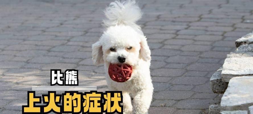 三个月的比熊过于闹腾怎么办？如何安抚一只闹腾的比熊幼犬？