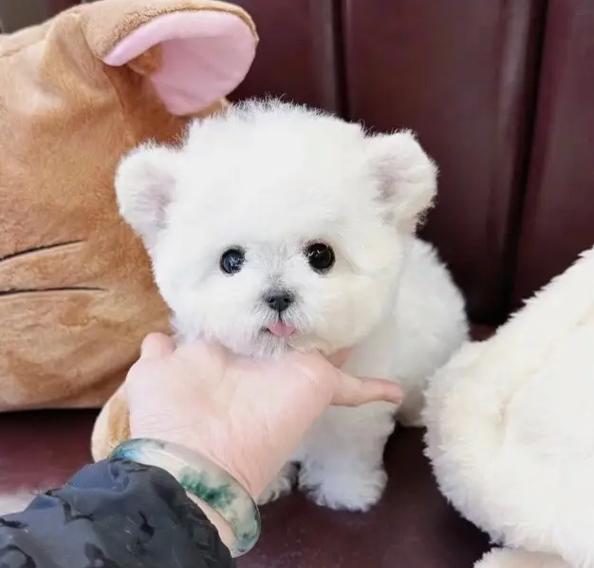 三个月的比熊过于闹腾怎么办？如何安抚一只闹腾的比熊幼犬？
