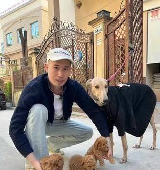 贵宾犬小熊的饲养需要注意哪些问题？