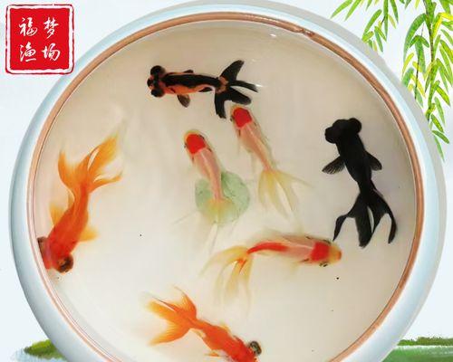 鱼塘中小鱼如何捕食？最佳喂食方法是什么？