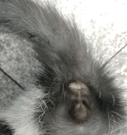 花猫是家畜吗？公猫和母猫有何区别？