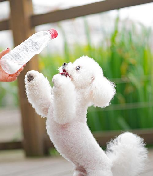 怀孕比熊犬吃鸡骨头安全吗？营养如何？