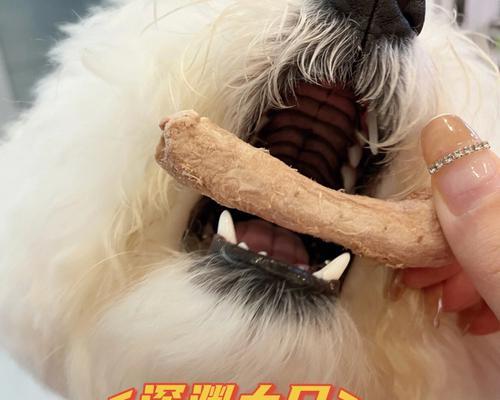 怀孕比熊犬吃鸡骨头安全吗？营养如何？