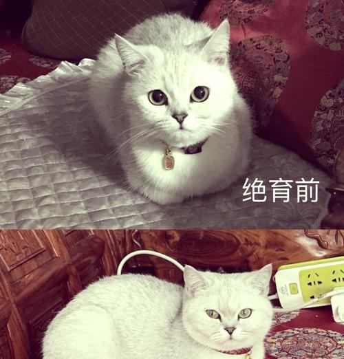 母猫绝育后腿抽搐是什么原因导致的？