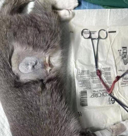 母猫绝育后腿抽搐是什么原因导致的？