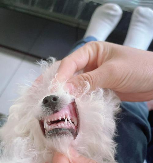比熊能吃排骨上的脆骨吗？脆骨对狗狗的牙齿健康有何影响？