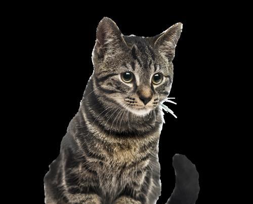 猫是家禽还是家畜？如何区分家禽与家畜？