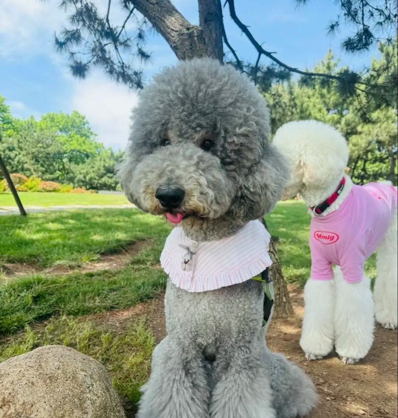 哪款天然粮适合贵宾犬？