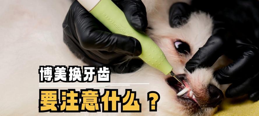 小型犬五斤狗粮的消耗时间是多久？