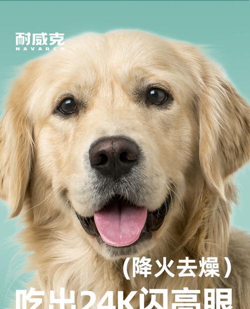 比熊可以一直吃狗粮吗？长期吃狗粮有什么影响？