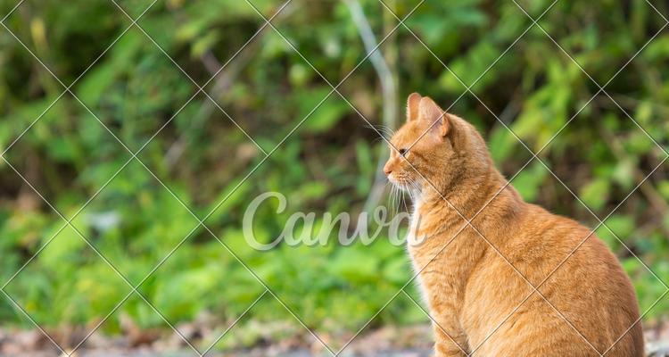 猫更适合养家禽还是家畜？哪种更适合猫的饲养？