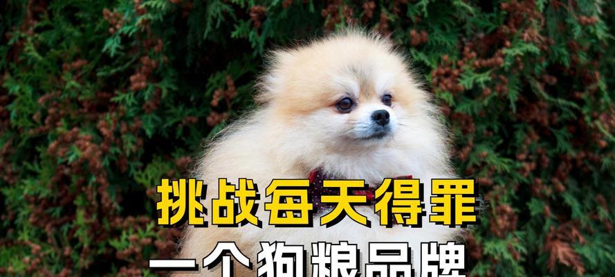 河北的狗粮有哪些牌子？购买河北狗粮需要注意什么？
