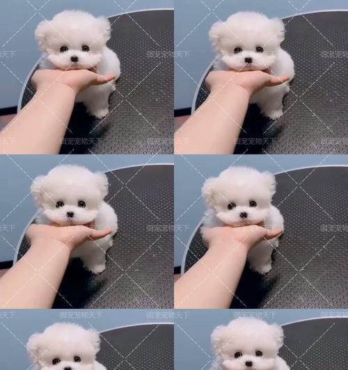 比熊幼犬可以喂鸡肝吗？如何正确喂食？