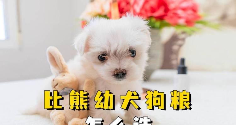 比熊长期吃狗粮好吗？正确的喂食方法是什么？
