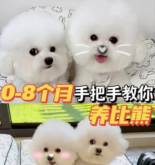小体比熊喂蛋黄的最佳时机？蛋黄对狗狗的益处？