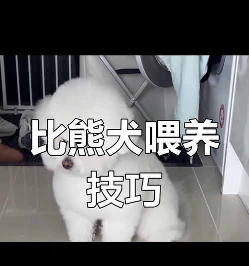 幼体比熊不吃狗粮怎么喂养？有什么好的方法吗？