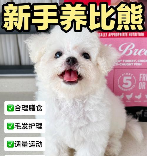 幼体比熊不吃狗粮怎么喂养？有什么好的方法吗？