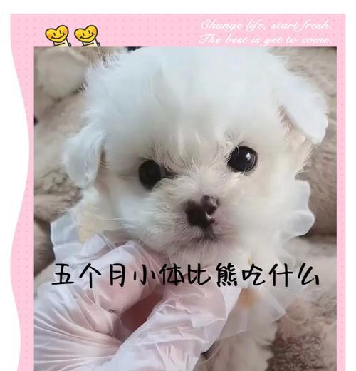 比熊每天应该吃几次饭？如何安排比熊的饮食计划？