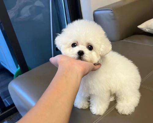 小比熊偏爱鸡蛋黄的原因是什么？是否对健康有益？
