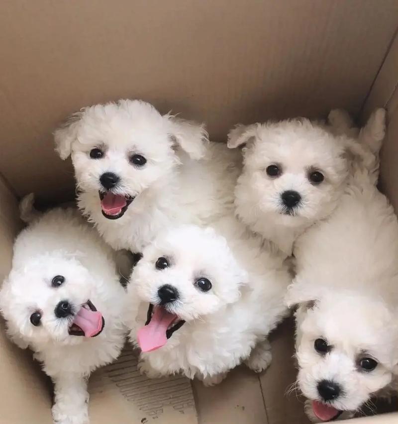 小比熊偏爱鸡蛋黄的原因是什么？是否对健康有益？