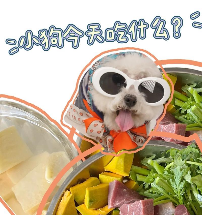 比熊幼犬不吃狗粮吃什么呢？有哪些替代食物？