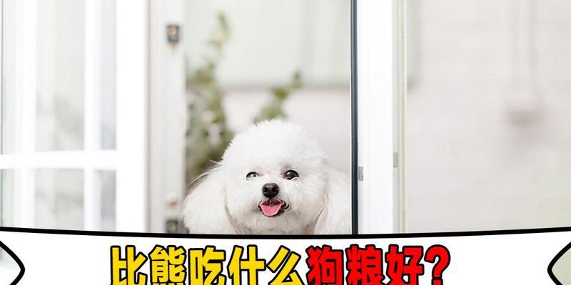 比熊幼犬不吃狗粮吃什么呢？有哪些替代食物？