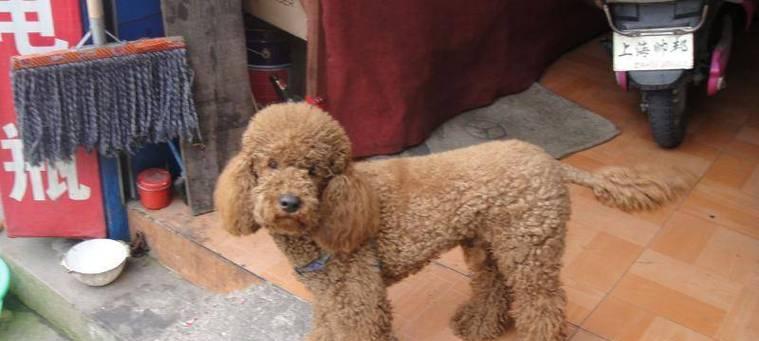 贵宾犬眼睛失明是什么原因？如何照顾眼瞎的贵宾犬？